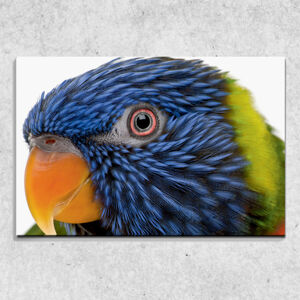 Foto na plátne Farebný papagáj 90x60 cm