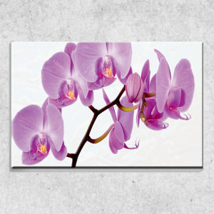 Foto na plátne Fialová orchidea 90x60 cm