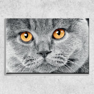 Foto na plátne Mačací pohľad 90x60 cm