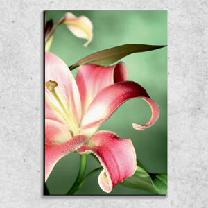 Foto na plátne orosený kvet 90x60 cm