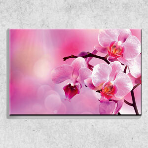 Foto na plátne Orchidea 90x60 cm