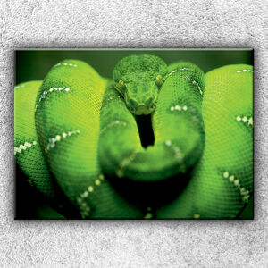 Foto na plátne Zelený stočený had 1 70x50 cm