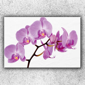 Foto na plátne Fialová orchidea 120x80 cm
