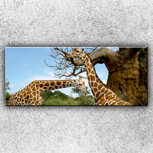 Foto na plátno Žirafie pár 1 120x50 cm