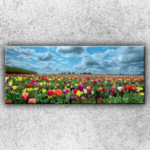 Foto na plátno Pole farebných tulipánov 2 120x50 cm