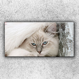 Foto na plátno Modrooká mačka 100x50 cm