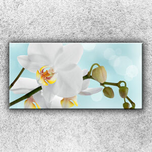 Foto na plátno Biela orchidea 2 100x50 cm